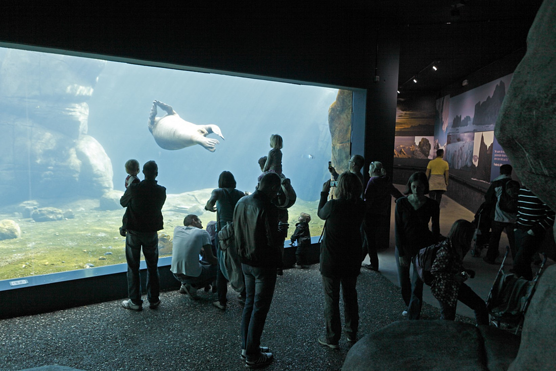 Visitors watch a walrus in the Arctic enclosure at Hagenbeck Zoo, illuminated by ERCO Grasshopper LED spotlights.