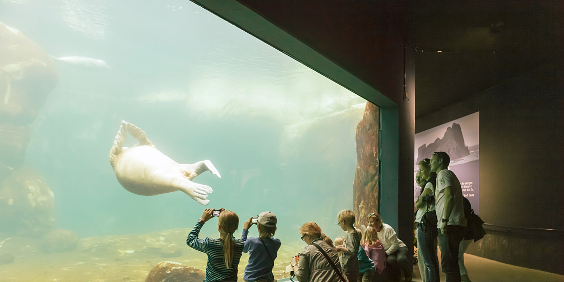 Visitors watch a walrus in the Arctic enclosure at Hagenbeck Zoo, illuminated by ERCO Grasshopper LED spotlights.