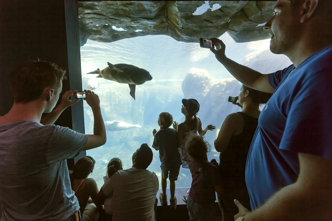 Visitors watch a seal in the Arctic enclosure at Hagenbeck Zoo, illuminated by ERCO Grasshopper LED spotlights.