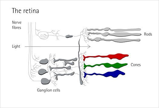 Illustration of the retina showing cones, important for color vision.