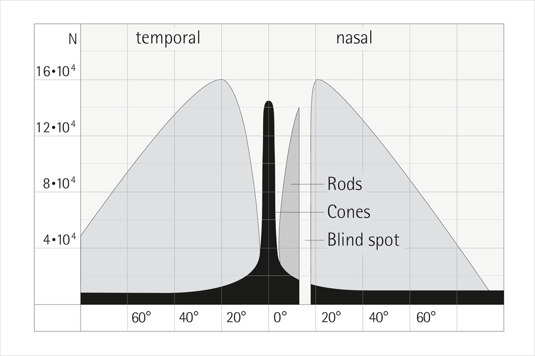 Distribution diagram of cones and rods in the human eye, key for color vision and light adaptation.