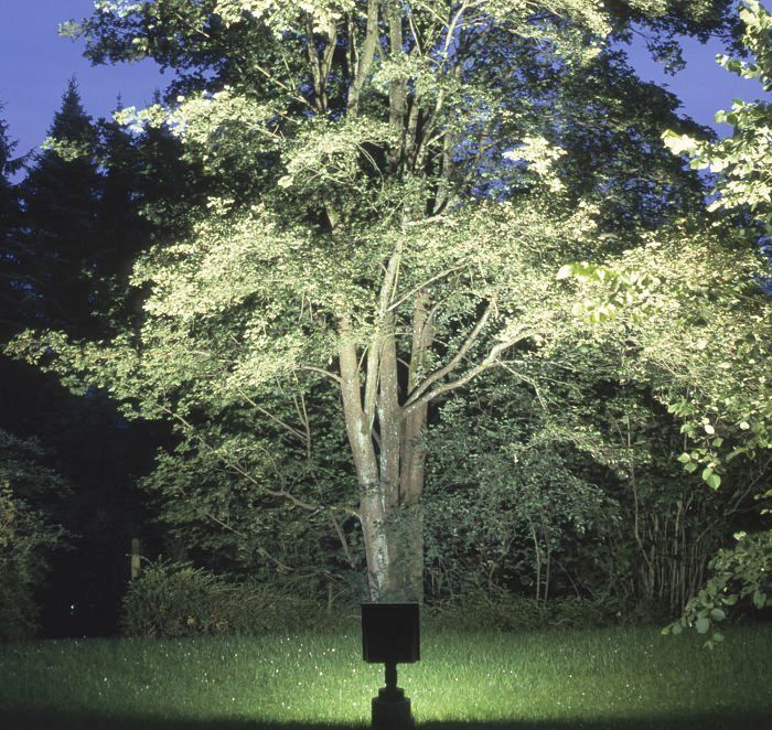 ERCO Kubus ground-recessed luminaire illuminating a tree, enhancing outdoor garden lighting.
