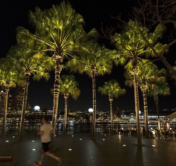 Illuminated palm trees using ERCO LED ground lights, enhancing pedestrian safety and aesthetics at night.
