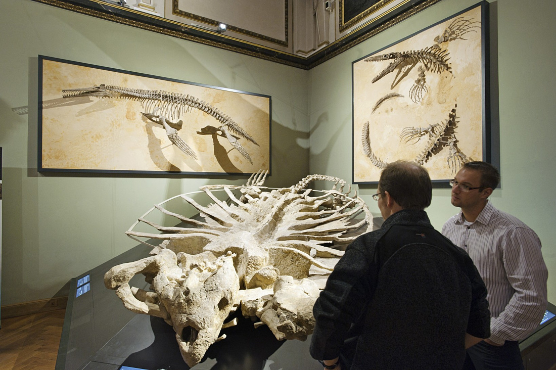 Dinosaur skeletons at Viennas Natural History Museum, illuminated by ERCO Logotec LED spotlights.