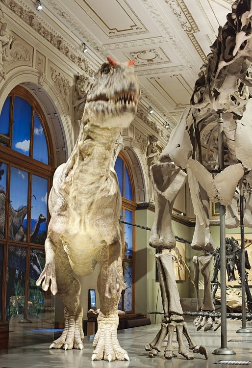 Dinosaur skeleton at Viennas Natural History Museum, illuminated by ERCO Logotec LED spotlights.