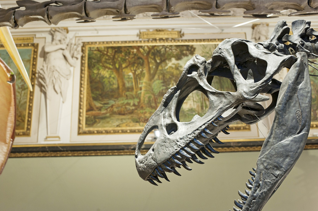 Dinosaur skeleton at Viennas Natural History Museum, lit by ERCO Logotec LED spotlights.