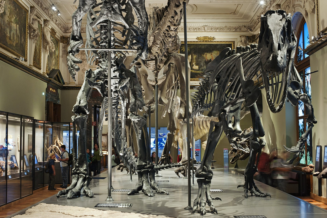 Dinosaur skeletons at Viennas Natural History Museum, illuminated by ERCO Logotec LED spotlights.