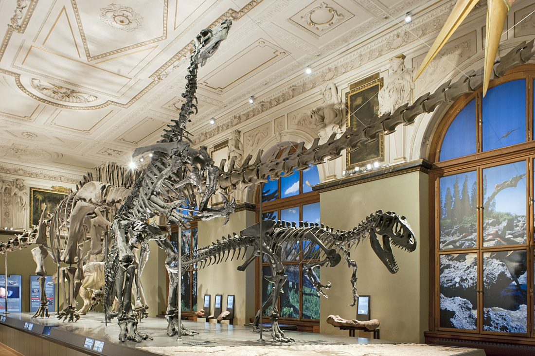 Dinosaur skeletons in Viennas Natural History Museum, illuminated by ERCO Logotec LED spotlights.