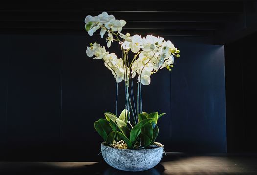 Decorative white orchid in the modern Graficas Varias office, Barcelona.