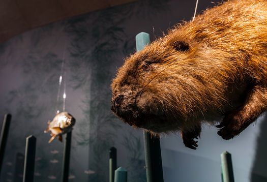 Beaver exhibit at KM 51 – Erftmuseum, showcasing river ecology in Gymnicher Mühle.