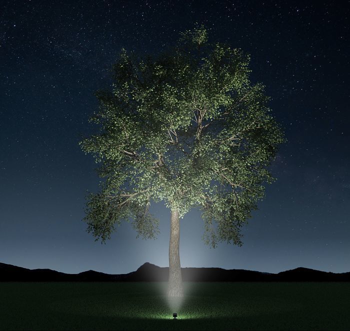 Tree illuminated by an ERCO ground-recessed luminaire, creating a dramatic outdoor lighting effect.