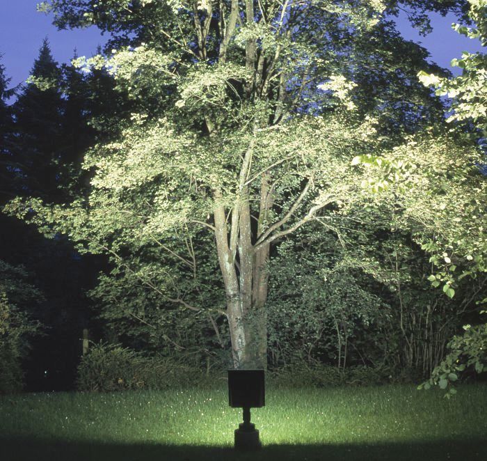 Tree illuminated by an ERCO ground-recessed luminaire, enhancing garden aesthetics.