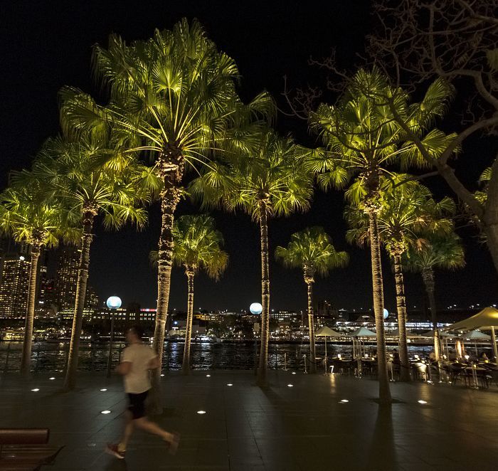Illuminated palm trees at Circular Quay East, Sydney, using ERCO ground-recessed luminaires.