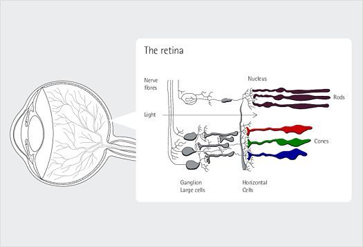 Diagram of the human eye focusing on the retina, rods, and cones.