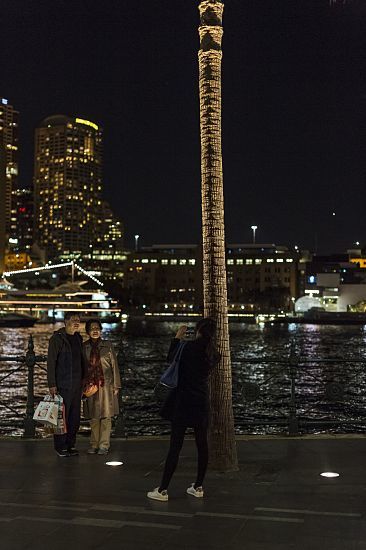 Illuminated palm tree with ERCO Tesis spotlights at Circular Quay, Sydney.