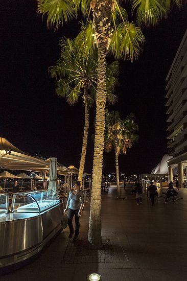 Palm trees at Circular Quay, Sydney, illuminated at night by ERCO Tesis in-ground luminaires.