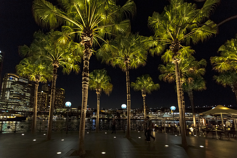 Palm trees at Circular Quay in Sydney, illuminated at night by ERCO Tesis in-ground luminaires.