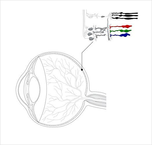 Diagram of the eye showing receptors for visual perception.