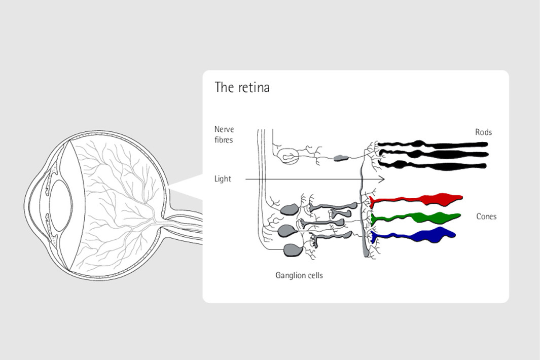 Diagram of retinal receptors: rods for brightness, cones for color, and ganglion cells for circadian rhythms.