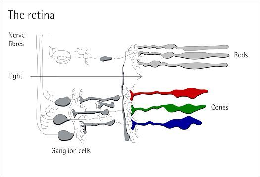 Diagram of the retina showing rods for light-dark vision and cones for color vision.