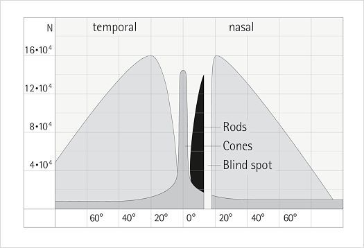Distribution diagram of rods and cones in the eye, key for light-dark vision.