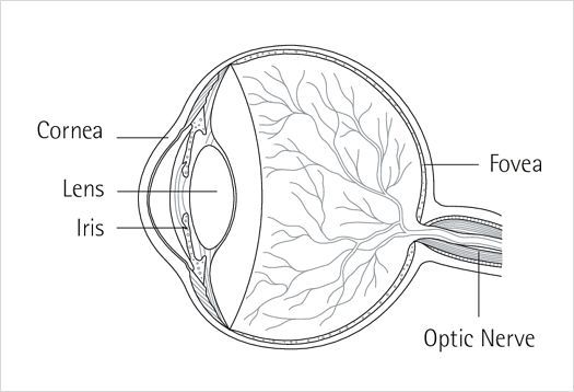 Diagram of the human eye showing cornea, lens, iris, fovea, and optic nerve for visual function.