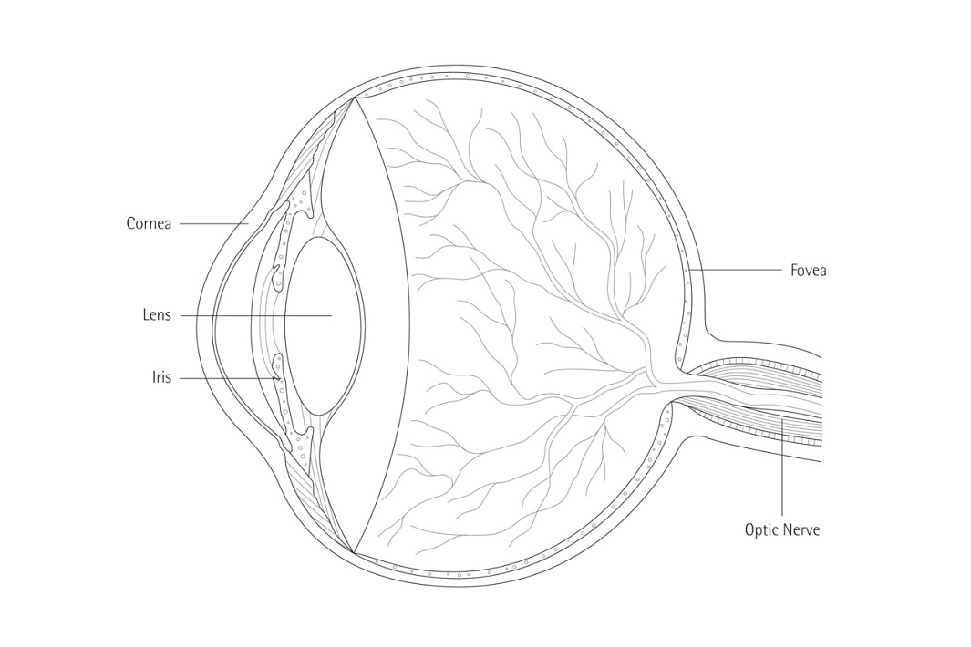 Diagram of the human eye showing cornea, lens, iris, fovea, and optic nerve for visual perception.