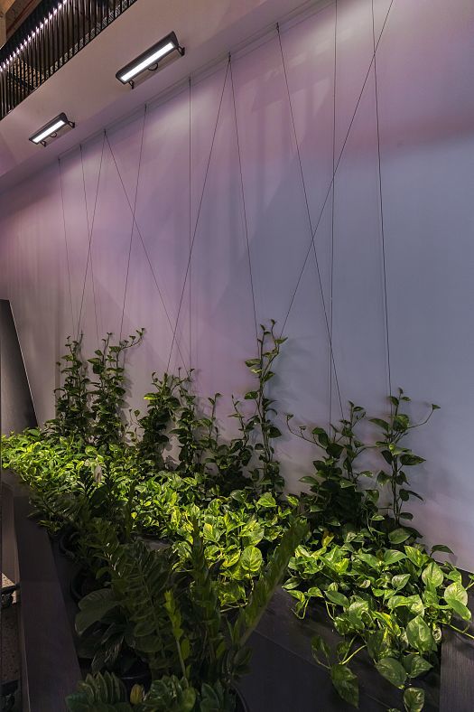 ERCO Optec spotlights illuminate a green wall with warm white light in the Timber Building.